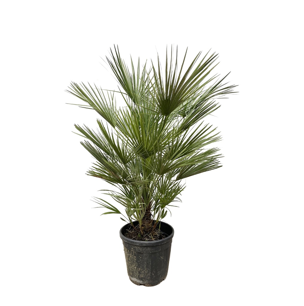 Chamaerops Humilis - 150 cm - ø30