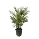Chamaerops Humilis - 150 cm - ø30
