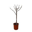 Ficus Carica auf Stamm - 100 cm - Ø20