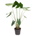 Zebrina-Pfeilblatt (Alocasia zebrina) – pflegeleichte Zimmerpflanze, Höhe ca. 130 cm