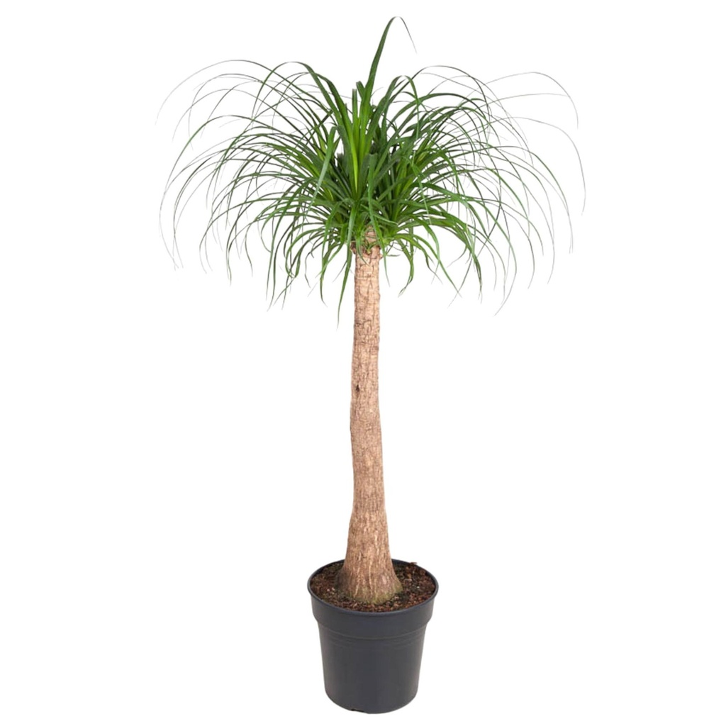 Beaucarnea stem - 120 cm - ø32