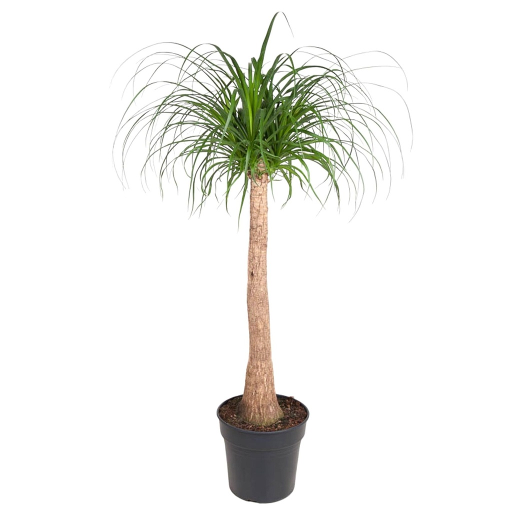 Elefantenfuß (Beaucarnea recurvata) – pflegeleichte Zimmerpflanze, Höhe ca. 120 cm