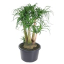 Elefantenfuß (Beaucarnea recurvata) – pflegeleichte Zimmerpflanze, Höhe ca. 110 cm