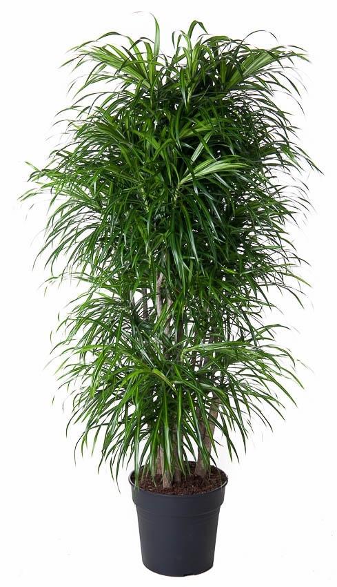 Dracaena Anita branched - 140 cm - ø31