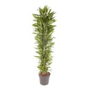 Drachenbaum (Dracaena cincta) – pflegeleichte Zimmerpflanze, Höhe ca. 210 cm
