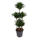 Kompakter Drachenbaum (Dracaena compacta) – pflegeleichte Zimmerpflanze, Höhe ca. 130 cm
