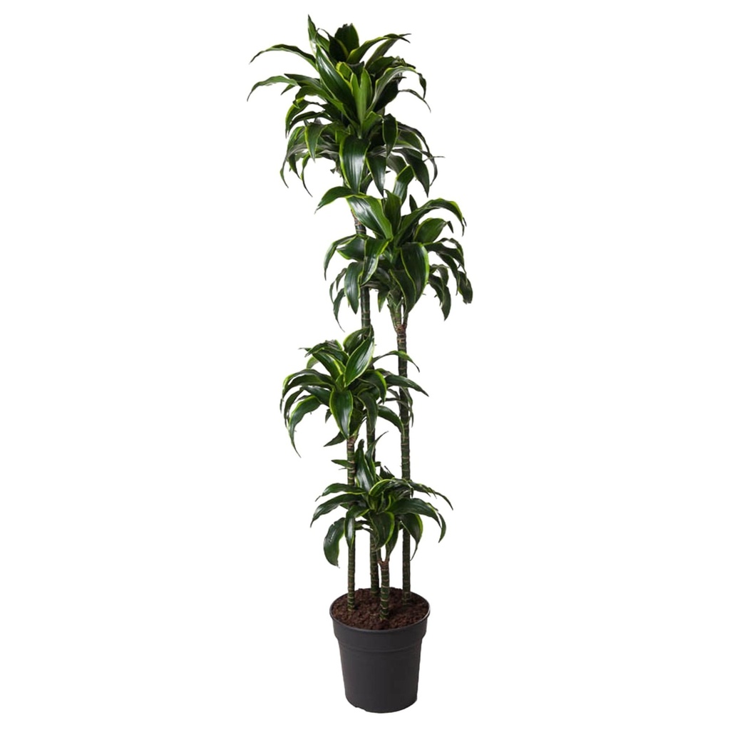 Drachenbaum (Dracaena dorado) – pflegeleichte Zimmerpflanze, Höhe ca. 170 cm