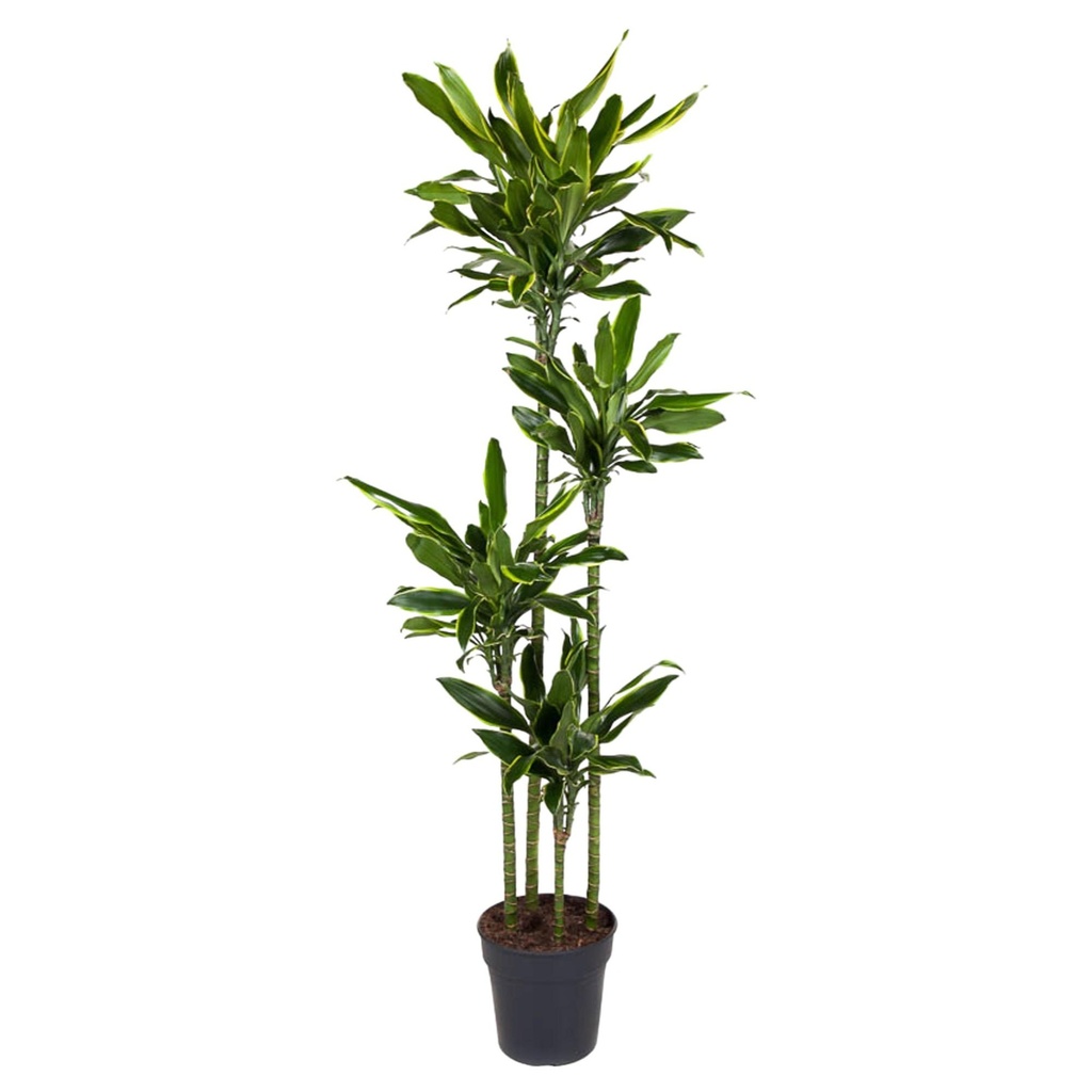 Goldener Drachenbaum (Dracaena goldieana) – pflegeleichte Zimmerpflanze, Höhe ca. 170 cm