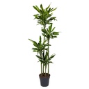 Goldener Drachenbaum (Dracaena goldieana) – pflegeleichte Zimmerpflanze, Höhe ca. 170 cm