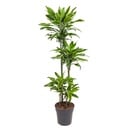 Goldküsten-Drachenbaum (Dracaena goldküste) – pflegeleichte Zimmerpflanze, Höhe ca. 140 cm