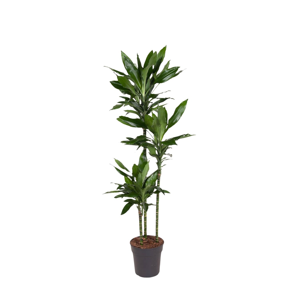 James-Drachenbaum (Dracaena jamesii) – pflegeleichte Zimmerpflanze, Höhe ca. 160 cm