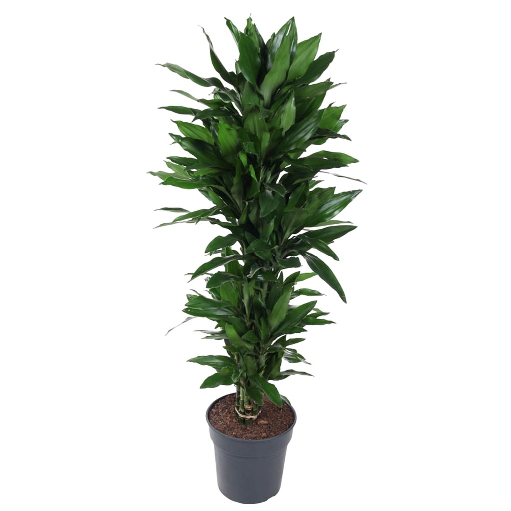 Dracaena Janet Lind branched - 140 cm - ø31