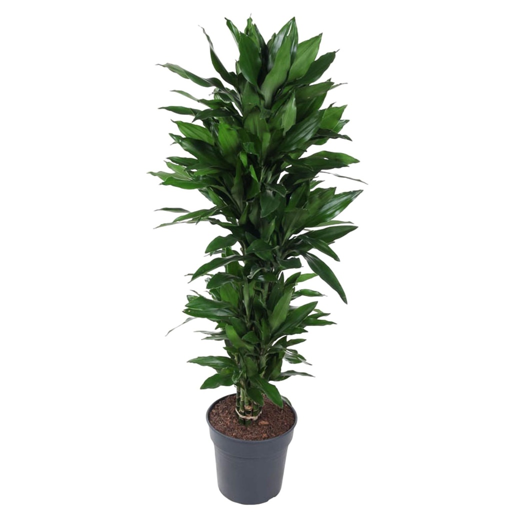 Janet Lind Drachenbaum (Dracaena jamesii) – pflegeleichte Zimmerpflanze, Höhe ca. 140 cm