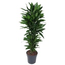 Janet Lind Drachenbaum (Dracaena jamesii) – pflegeleichte Zimmerpflanze, Höhe ca. 140 cm