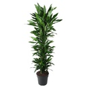 Drachenbaum (Dracaena jamesii) – pflegeleichte Zimmerpflanze, Höhe ca. 170 cm