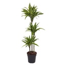 Zitronen-Drachenbaum (Dracaena zitrone) – pflegeleichte Zimmerpflanze, Höhe ca. 160 cm