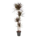 Magenta-Drachenbaum (Dracaena magenta) – pflegeleichte Zimmerpflanze, Höhe ca. 180 cm