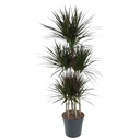 Drachenbaum Magenta (Dracaena magenta) – pflegeleichte Zimmerpflanze, Höhe ca. 150 cm