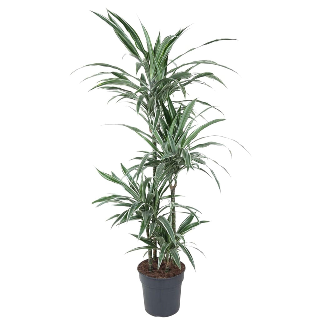 Warneckei-Drachenbaum (Dracaena warneckei) – pflegeleichte Zimmerpflanze, Höhe ca. 130 cm