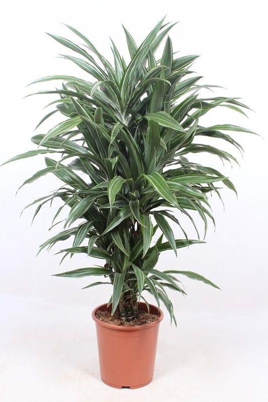 Warneckes Drachenbaum (Dracaena warneckei) – pflegeleichte Zimmerpflanze, Höhe ca. 100 cm