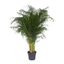 Goldfruchtpalme (Dypsis lutescens) – pflegeleichte Zimmerpflanze, Höhe ca. 200 cm