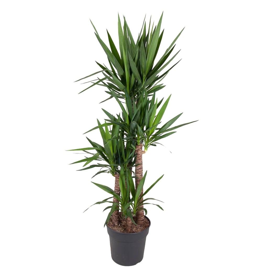 Palmlilie (Yucca elephantipes) – pflegeleichte Zimmerpflanze, Höhe ca. 180 cm