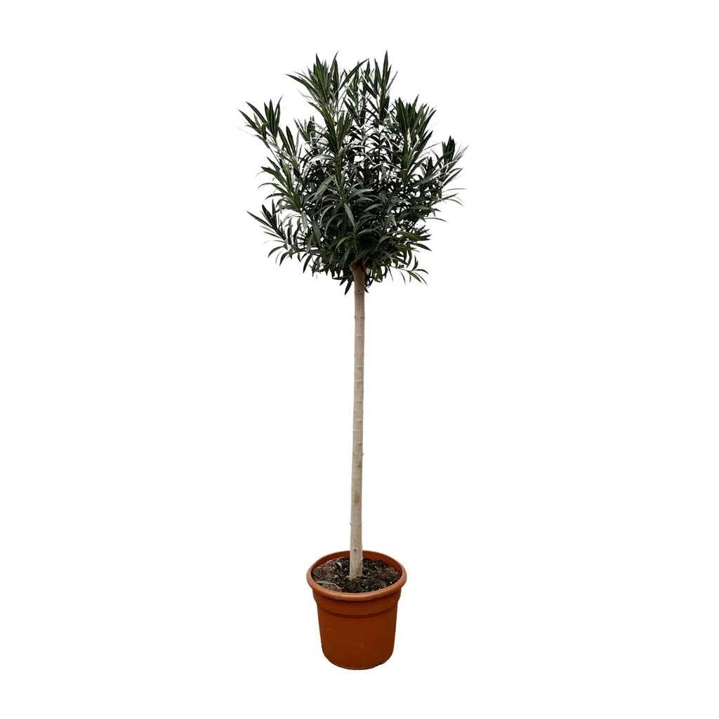 Nerium Oleander on stem with white flower - 170cm- Ø40