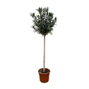Oleander (Nerium oleander) – winterharter Zierstrauch, Höhe ca. 170 cm