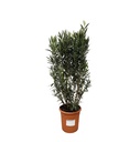 Oleander (Nerium oleander) – mediterrane Kübelpflanze, Höhe ca. 180 cm