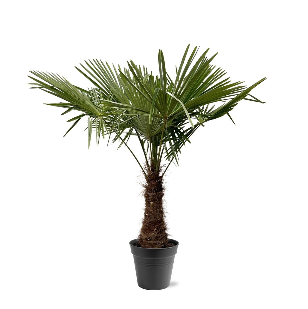 Chinesische Hanfpalme (Trachycarpus fortunei) – winterharte Fächerpalme, Höhe ca. 240 cm