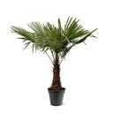 Chinesische Hanfpalme (Trachycarpus fortunei) – winterharte Fächerpalme, Höhe ca. 240 cm