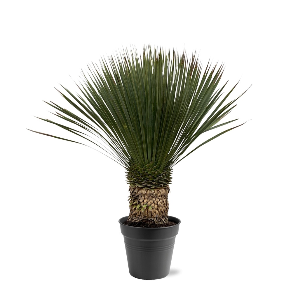 Blaublättrige Yucca (Yucca rostrata) – pflegeleichte Zimmerpflanze, Höhe ca. 100 cm