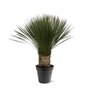 Blaublättrige Yucca (Yucca rostrata) – pflegeleichte Zimmerpflanze, Höhe ca. 100 cm