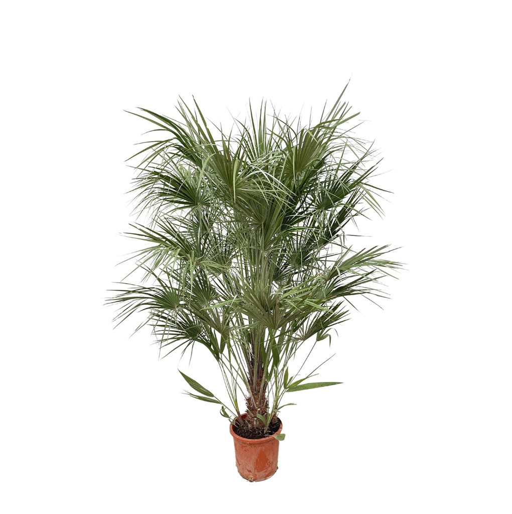 Chamaerops Humilis Strauch - 170 cm - Ø30