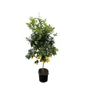 Citrus Zitrone - 210cm - ø40
