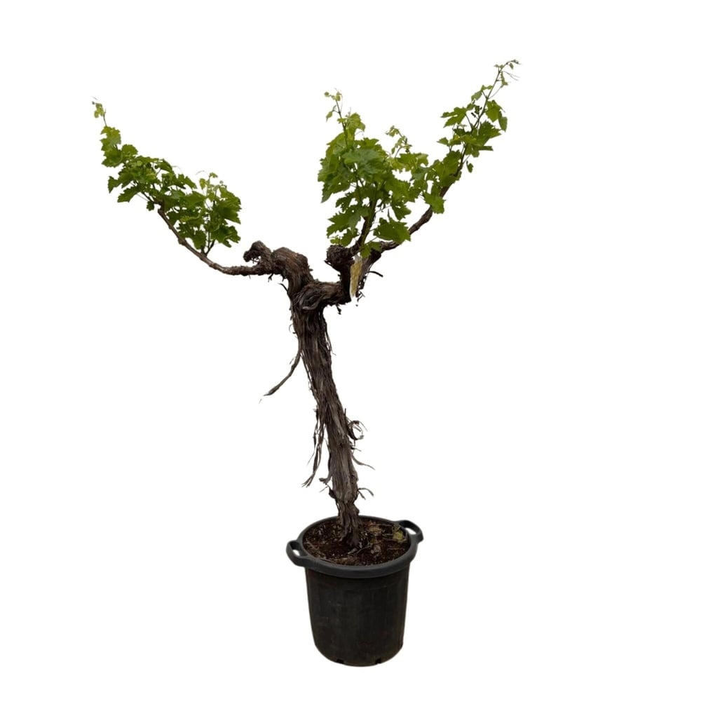 Grapevine (Vitis Vinifera) stem branched - 200cm - ø35