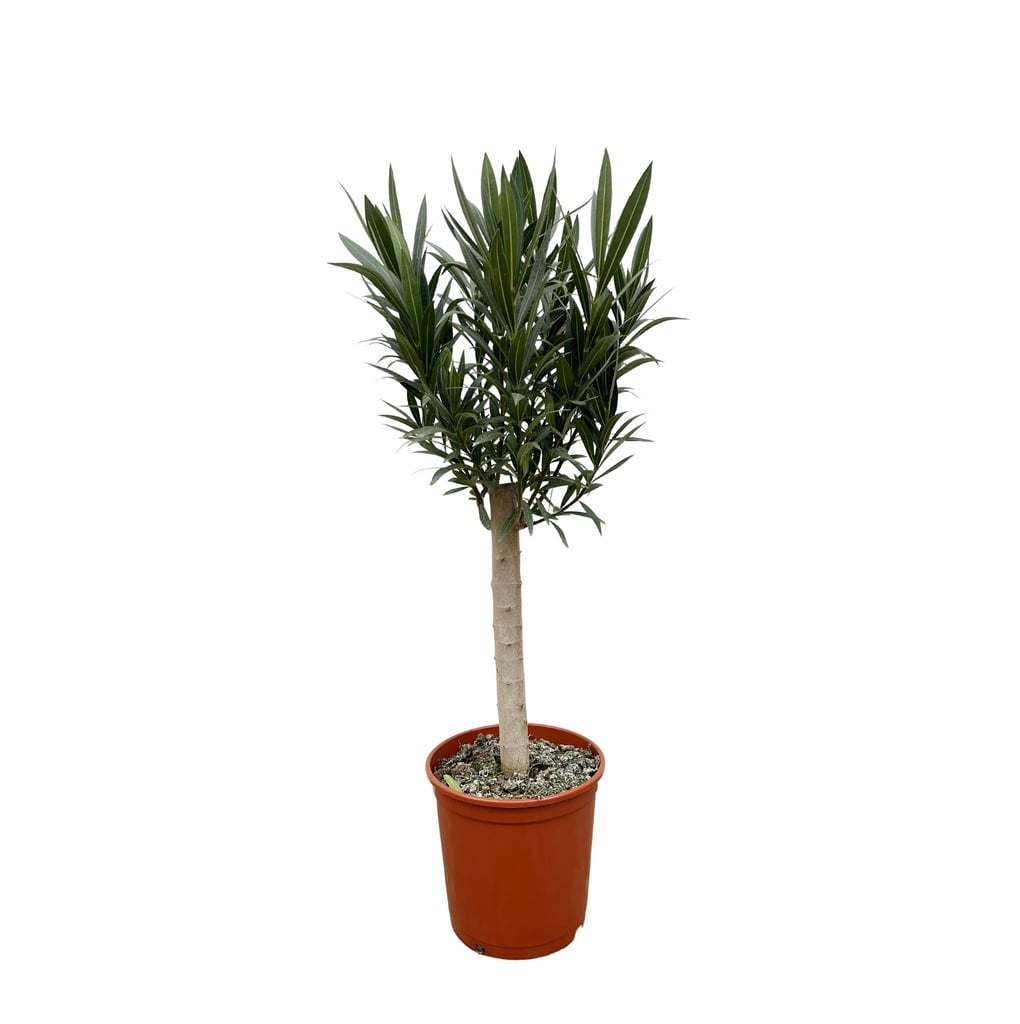 Nerium Oleander on stem with white flower - 110cm - Ø30