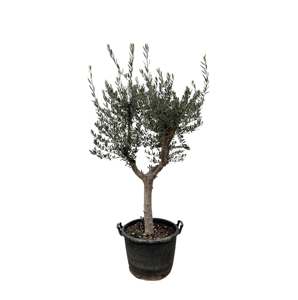 Olivenbaum (Olea europaea) – winterharter Zier- und Nutzbaum, Höhe ca. 230 cm