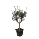 Olivenbaum (Olea europaea) – winterharter Zier- und Nutzbaum, Höhe ca. 230 cm