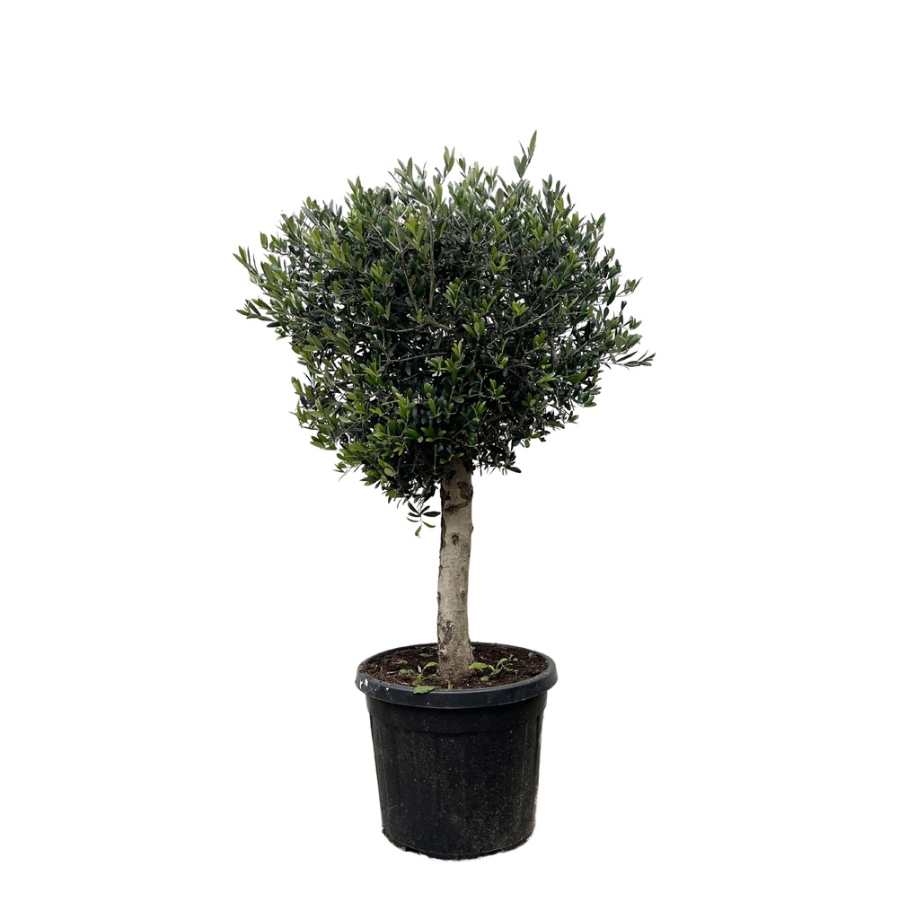 Olea Europaea Lorc - 180cm- Ø45