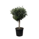 Olea Europaea Lorc - 180cm- Ø45