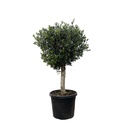 Olivenbaum (Olea europaea) – winterharter Olivenbaum, Höhe ca. 180 cm