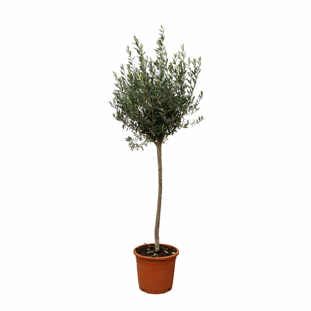 Olea Europaea on stem - 160cm- Ø24
