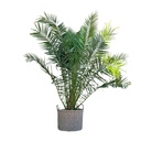 Kanarische Dattelpalme (Phoenix canariensis) – pflegeleichte Zimmerpflanze, Höhe ca. 230 cm