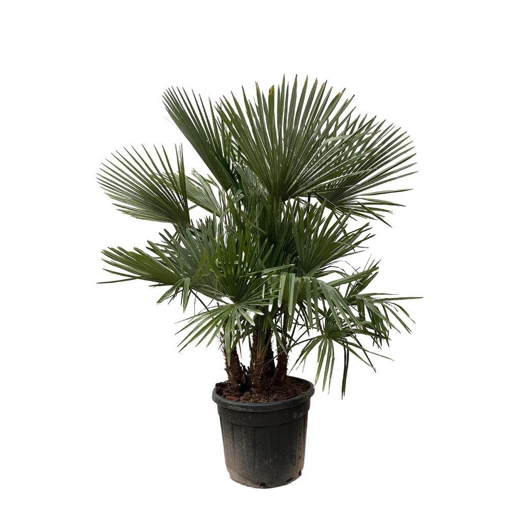 Trachycarpus multi stem - 230cm- Ø50