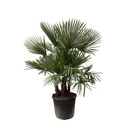 Chinesische Hanfpalme (Trachycarpus fortunei) – pflegeleichte Zimmerpflanze, Höhe ca. 230 cm