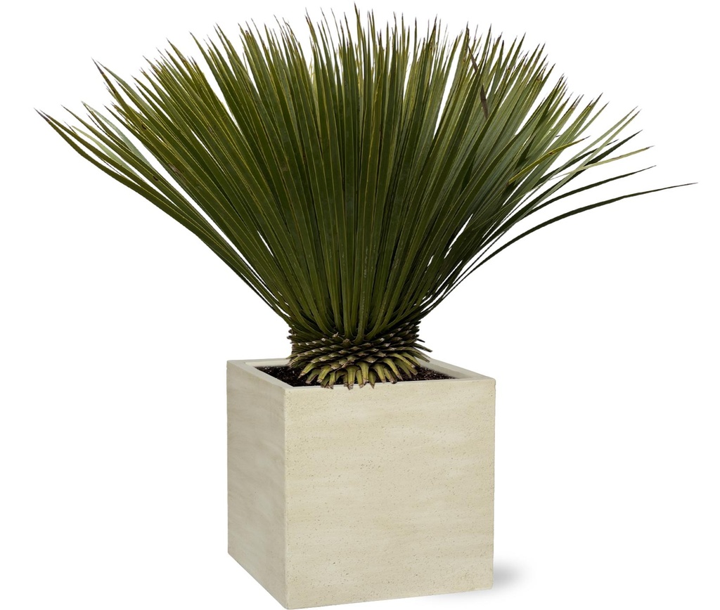 Blaue Palmlilie (Yucca rostrata) – pflegeleichte Zimmerpflanze, Höhe ca. 70 cm