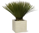 Blaue Palmlilie (Yucca rostrata) – pflegeleichte Zimmerpflanze, Höhe ca. 70 cm