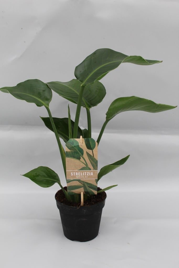 Baumstrelitzie 'Nicolai' (Strelitzia nicolai) – pflegeleichte Zimmerpflanze, Topf-Ø 13 cm, Höhe ca. 35 cm