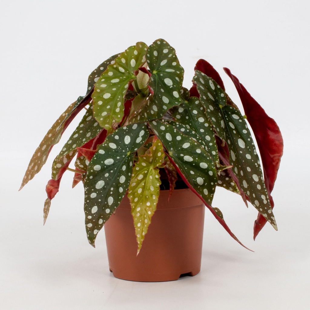 Begonia Blatt Maculata 'Wightii' - Ø12cm - ↕20cm